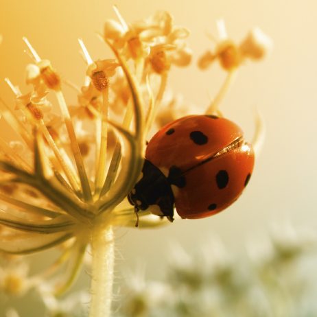 Marienkäfer sitzt auf einer Blüte mit orangefarbenem Hintergrund. Glücksbringer.