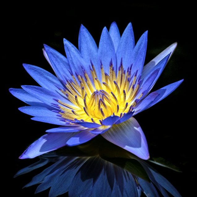 Blaue Seerose mit gelbem Inneren, reflektiert auf schwarzem Wasser.