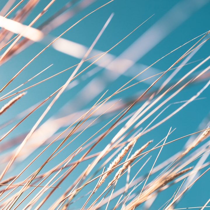 Von der Sonne getrockneter Weizen, in sanften Tönen vor einem blauen Himmel, mit klaren Lichtreflexen. Bewegen sich sanft im Wind