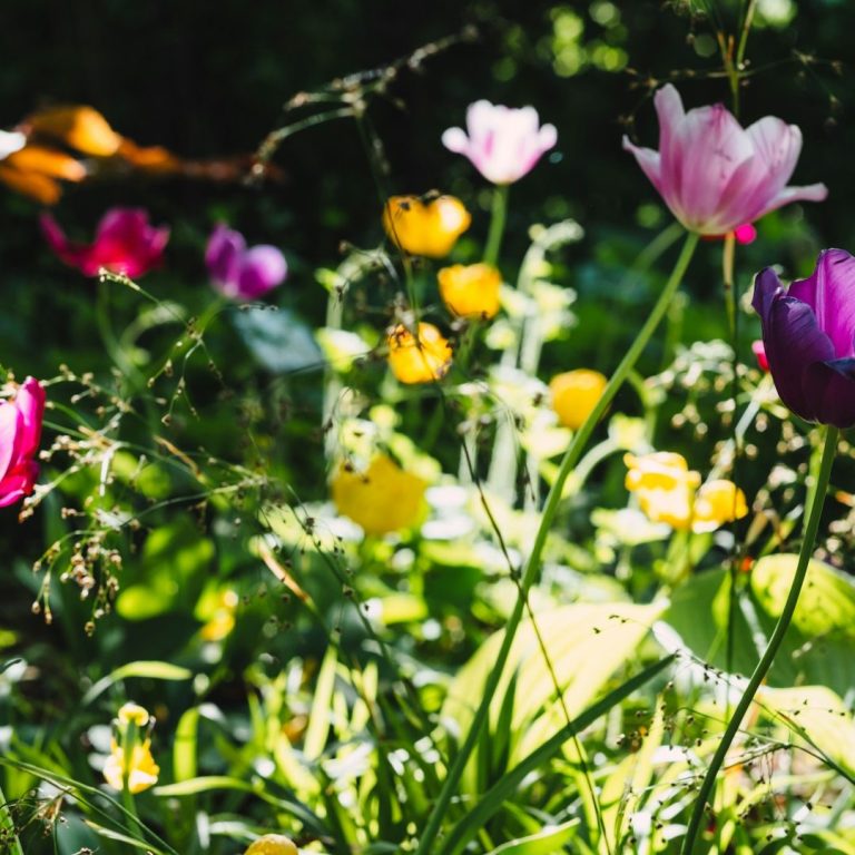 Bunte Blumen in einem Garten, darunter Tulpen und Butterblumen. Ausschnitt einer Bunten Blumenwiese.